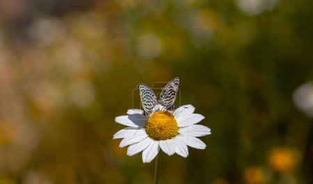 Téléchargez les photos : Minuscules papillons qui s'accouplent sur les marguerites, Petit Bleu Tigre, Tarucus balkanicus - en image libre de droit