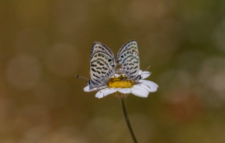 Téléchargez les photos : Minuscules papillons qui s'accouplent sur les marguerites, Petit Bleu Tigre, Tarucus balkanicus - en image libre de droit