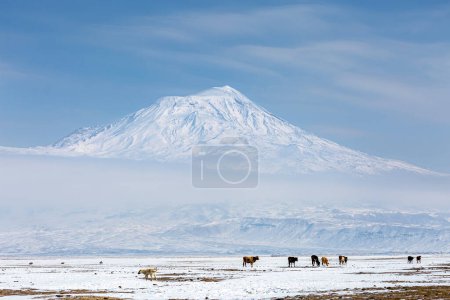Photo for Ararat "Agri" Mountain 5.137 meters, Blue sky (Volcanic mountain) - Royalty Free Image