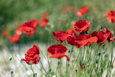 Field of blooming red poppies