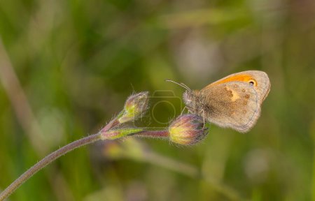 Kleiner Schmetterling auf der Blume, Kleine Heide, Coenonympha pamphilus