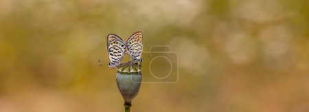 Téléchargez les photos : Paire de minuscules papillons sur pavot, Petit Bleu Tigre, Tarucus balkanicus - en image libre de droit