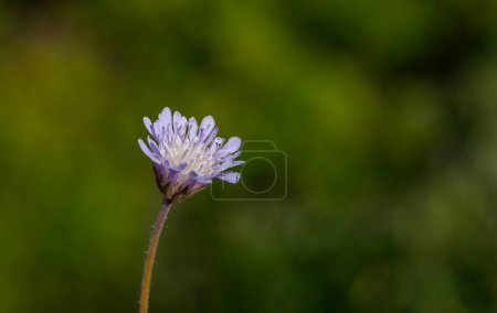 Photo for Knautia integrifolia Dipsacaceae family macro flower on green background - Royalty Free Image