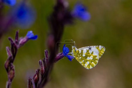 Kleiner Schmetterling auf blauer Blume, Eastern Dappled White, Euchloe ausonia