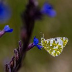 little butterfly on blue flower, Eastern Dappled White, Euchloe ausonia