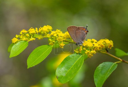 Ein dunkelbrauner Schmetterling auf gelben Blüten, Satyrium ilicis