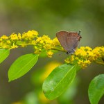 A dark brown butterfly on yellow flowers, Satyrium ilicis