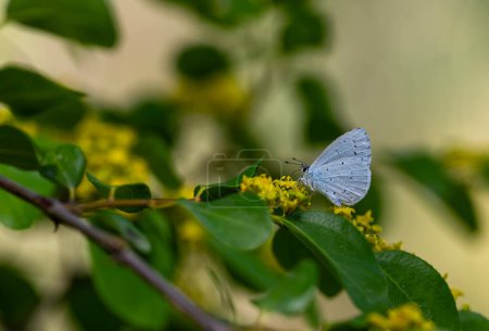 blauer Schmetterling auf gelber Blume, Stechpalme, Celastrina argiolus