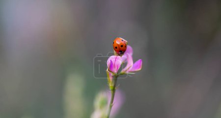 coccinelle sur fleur rose, dinde