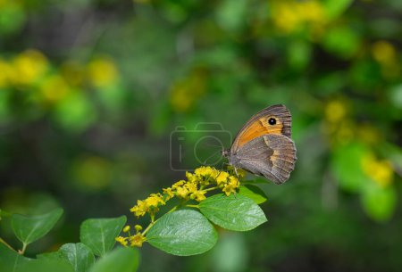 Orangefarbener Schmetterling ernährt sich von gelben Blüten, Wiesenbraun, Maniola jurtina