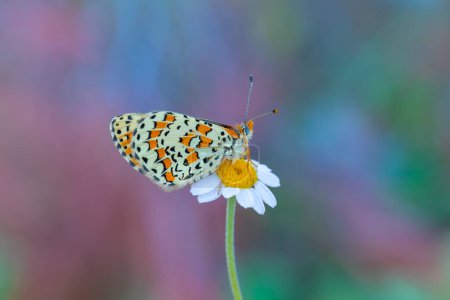 Beautiful iparhan butterfly ; Melitaea trivia ( Syriaca )