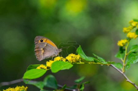 Orangefarbener Schmetterling ernährt sich von gelben Blüten, Wiesenbraun, Maniola jurtina
