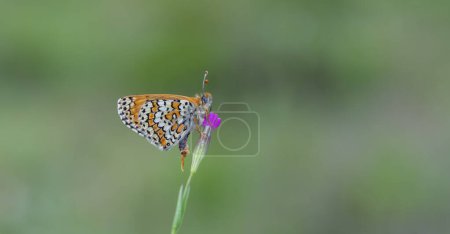 Papillon rouge sur fleur, Glanville Fritillary, Melitaea cinxia