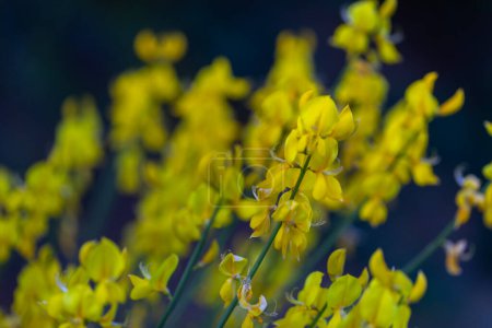 Yellow close up flowers of Spartium junceum (weaver's broom) against blue sky