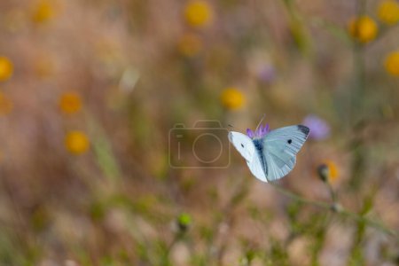 mariposa blanca encaramada en la flor, Pieris rapae