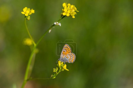 diminuta mariposa punteada en flor amarilla, racha de pelo Akbes, Tomares nesimachus