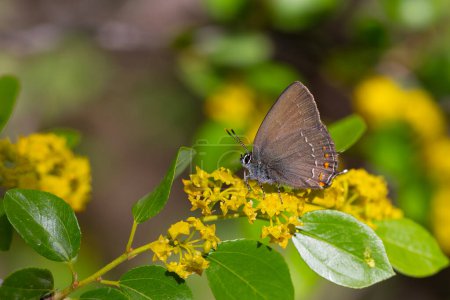A dark brown butterfly on yellow flowers, Satyrium ilicis