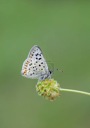 winziger weißer Schmetterling auf grünem Gras, Lycaena tityrus