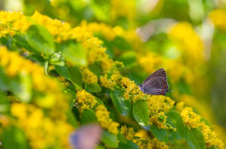 Una mariposa de color marrón oscuro sobre flores amarillas, Satyrium ilicis