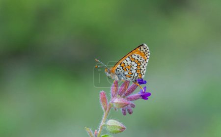 Papillon rouge sur fleur, Glanville Fritillary, Melitaea cinxia