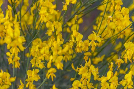 Yellow close up flowers of Spartium junceum (weaver's broom)
