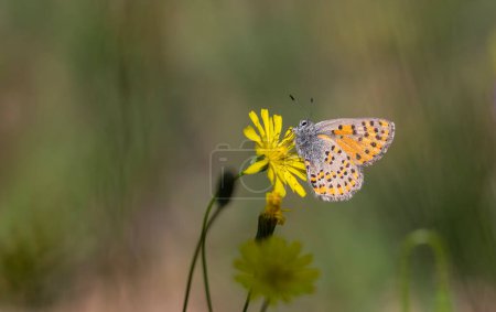 Téléchargez les photos : Minuscule papillon pointillé sur fleur jaune, Akbes hairstreak, Tomares nesimachus - en image libre de droit