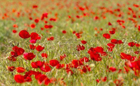 Photo for Field of blooming red poppies - Royalty Free Image