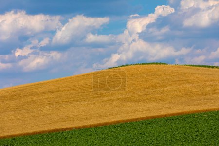 Photo for Yellow and green field and magnificent sky - Royalty Free Image