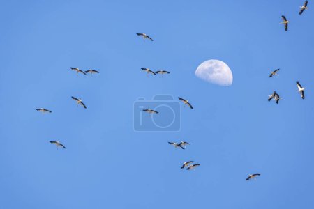 cigognes migratrices et la lune
