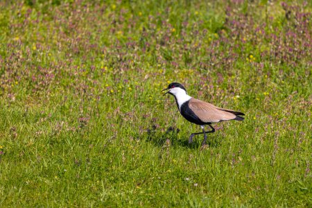 Photo for Large bird feeding in its natural environment, Vanellus spinosus,  Spur-winged lapwing - Royalty Free Image