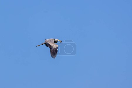 Großer Wasservogel fliegt, Graureiher, Ardea cinerea