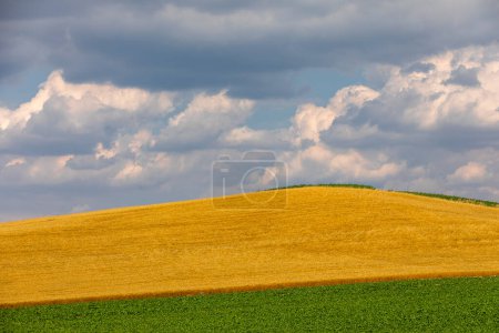 Téléchargez les photos : Champ jaune et vert et ciel magnifique - en image libre de droit