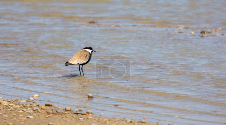 Large bird feeding in its natural environment, Vanellus spinosus,  Spur-winged lapwing