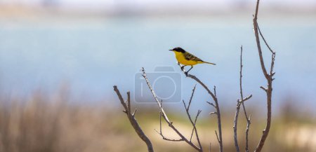 bird looking around  in woodland, Western Yellow Wagtail, Motacilla flava