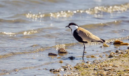 Foto de Alimentación de aves grandes en su entorno natural, Vanellus spinosus, Ala de espolón - Imagen libre de derechos