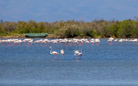 Große Wasservögel, die im Wasser ruhen, Großer Flamingo, Phoenicopterus roseus