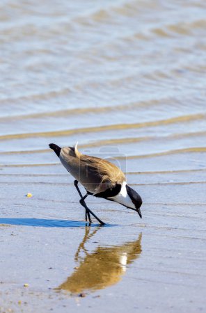 Alimentación de aves grandes en su entorno natural, Vanellus spinosus, Ala de espolón