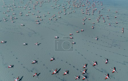 large waterfowl resting in the water, Greater Flamingo, Phoenicopterus roseus