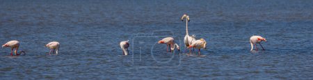 Große Wasservögel, die im Wasser ruhen, Großer Flamingo, Phoenicopterus roseus