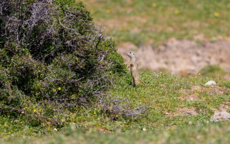 Mignon écureuil terrestre européen (Spermophilus citellus) assis sur un champ mangeant de l'herbe