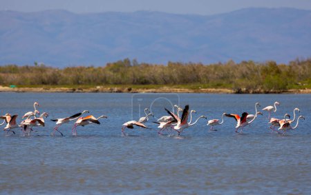 aves acuáticas grandes que descansan en el agua, Flamenco mayor, Phoenicopterus roseus