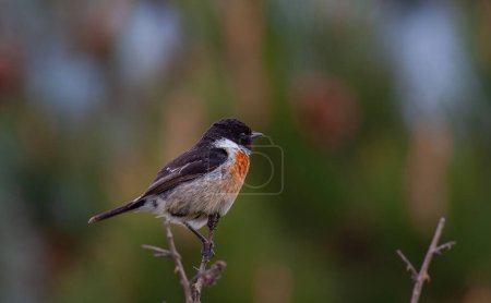 European stonechat (Saxicola rubicola) perched in a branch with strong background blur