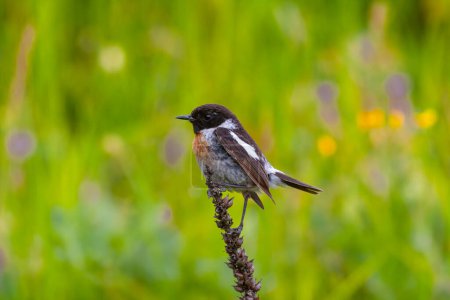 European stonechat (Saxicola rubicola) perched in a branch with strong background blur