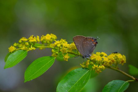 Ein dunkelbrauner Schmetterling auf gelben Blüten, Satyrium ilicis