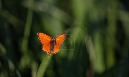 Morgentau Blätter und roter Schmetterling in natürlicher Umgebung, Große Kupfer, Lycaena dispar