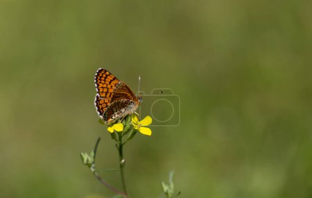 una mariposa que extiende sus alas sobre una flor amarilla, Melitaea cinxia