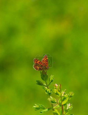 una mariposa con su envergadura abierta, Melitaea phoebe