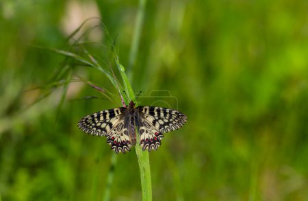 Foto de Hermosa mariposa festoneado en la planta, sur de Festoon, Zerynthia polyxena - Imagen libre de derechos