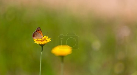 little red butterfly on yellow flower,  Small Copper, Lycaena phlaeas