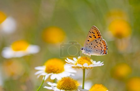 kleiner Schmetterling mit feuerrotem Oberflügel, Lycaena alciphron